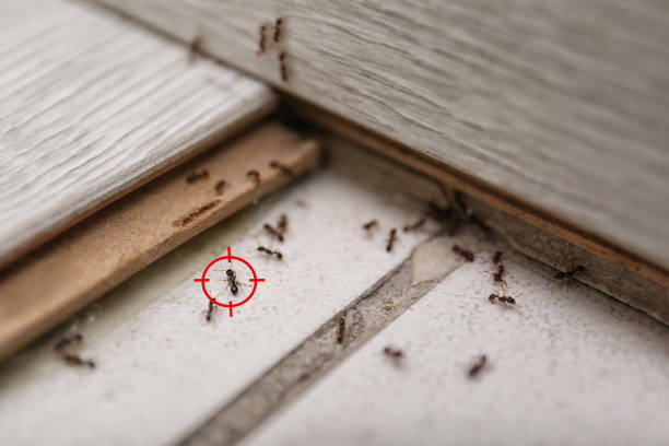 Best Pest Control Near Me in Springfield, TN