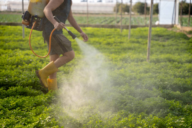 Best Local Pest Control Services  in Springfield, TN