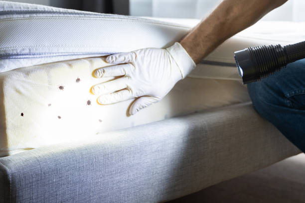 Best Affordable Pest Control Services  in Springfield, TN
