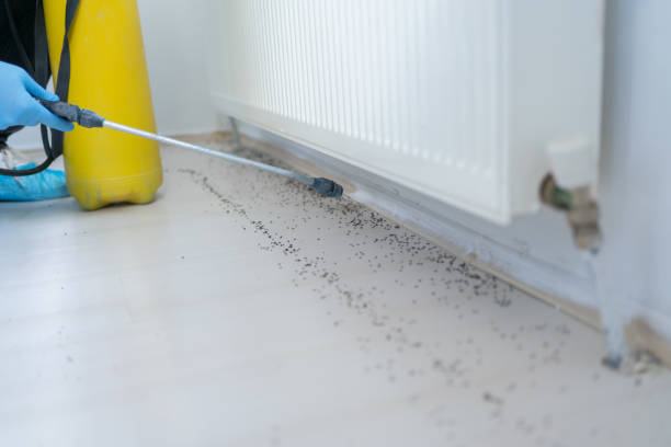 Best Bed Bug Extermination  in Springfield, TN